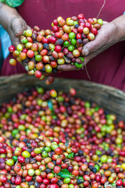 Was ist der Unterschied zwischen der Arabica- und der Robustabohne?