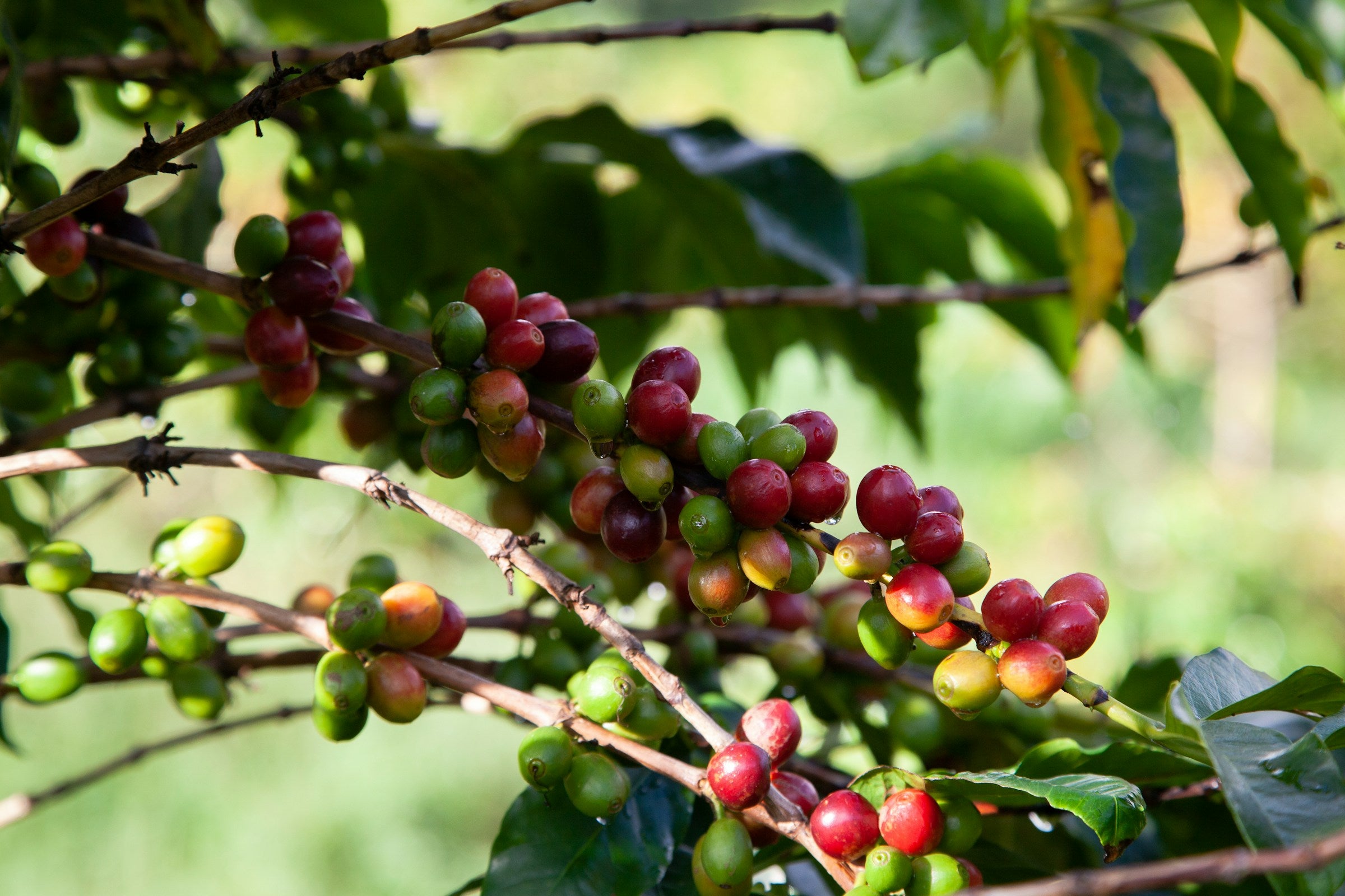 Kaffeekirschen an Kaffeepflanze
