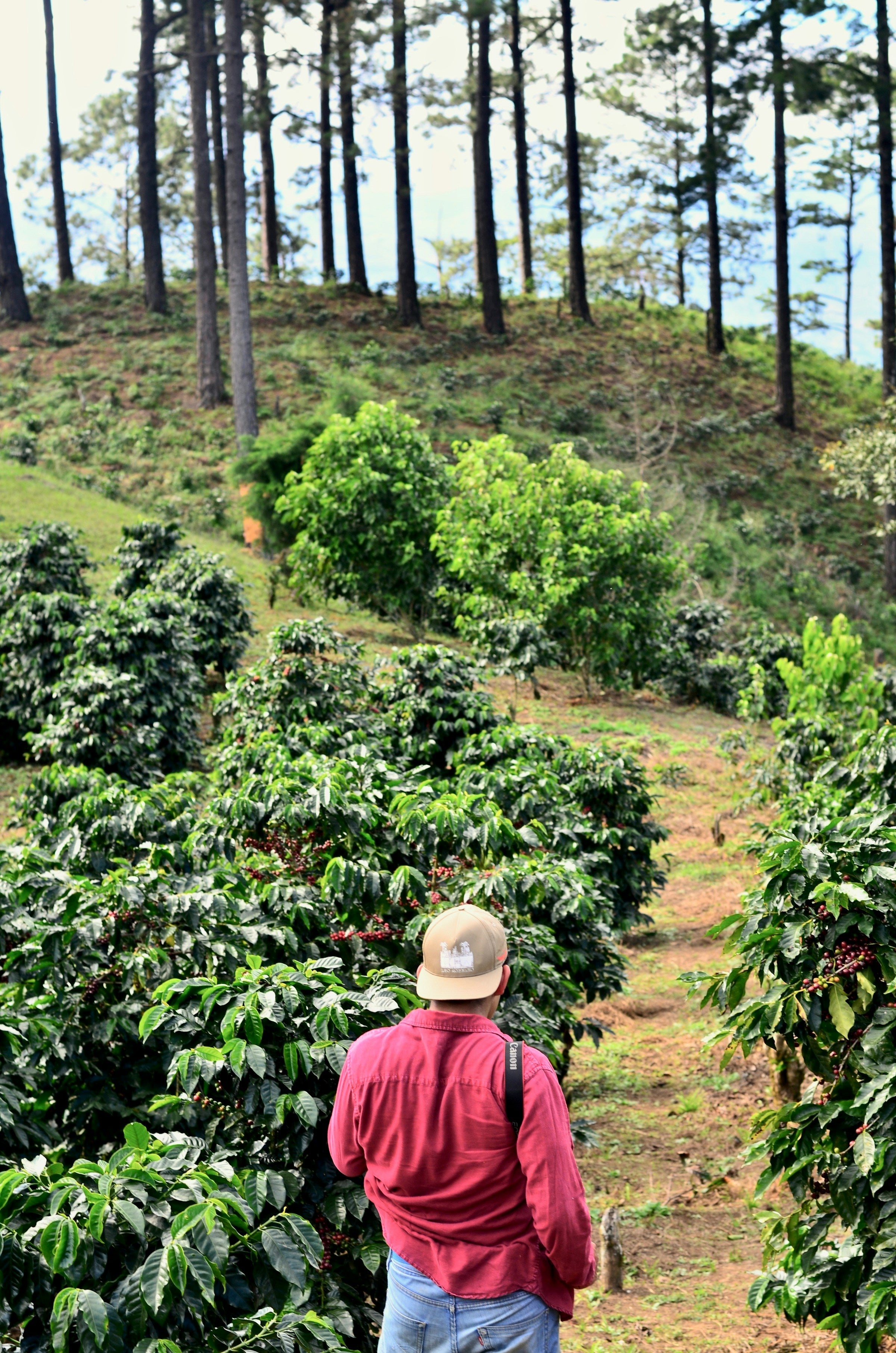 Kaffeepflanzen auf Plantage