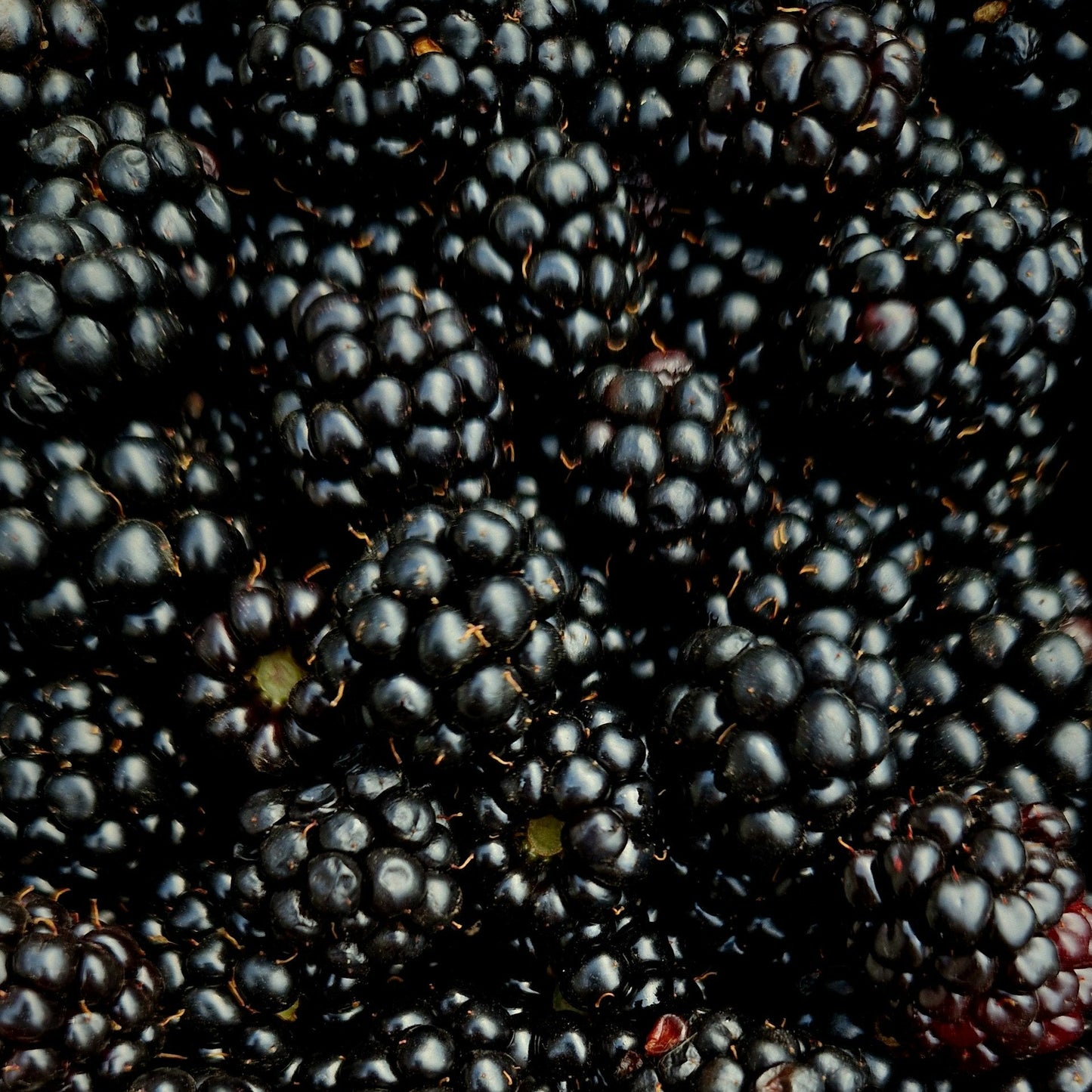 Brombeeren Note