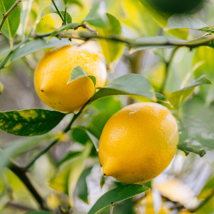 Zitrustfrüchte Note