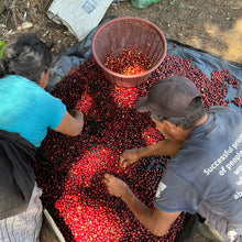 Load image into Gallery viewer, Sortieren der Kaffeekirschen auf der Farm