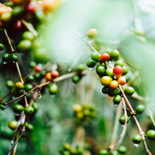 Laden Sie das Bild in den Galerie-Viewer, Kaffeebohnen aus Guatemala